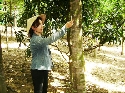 Cây dó làm giấy